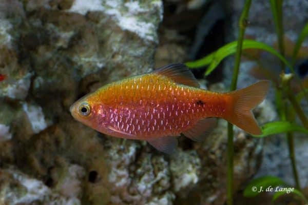 Pethia conchonius
