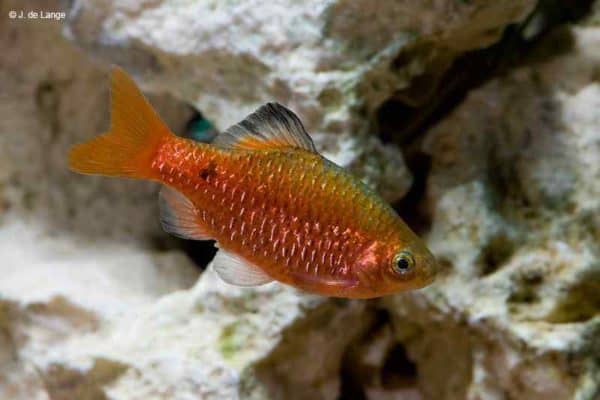 Pethia conchonius