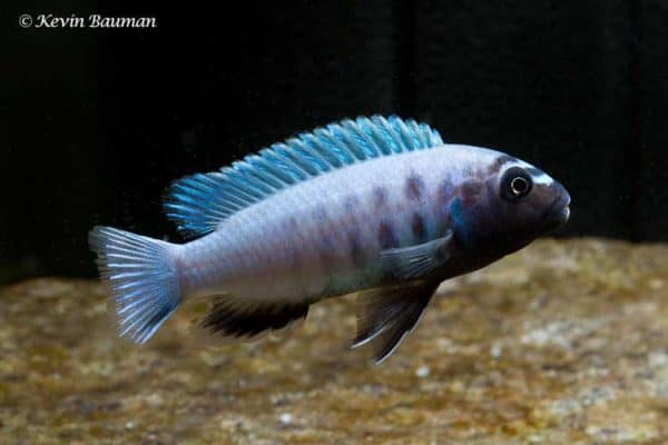Pseudotropheus polit