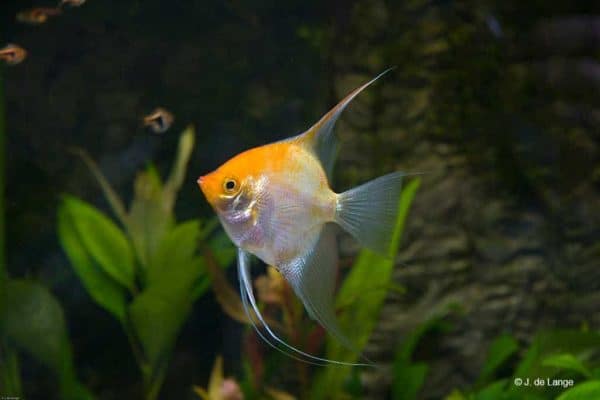 Pterophyllum scalare - Gold
