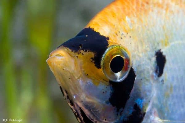Pterophyllum scalare - Marbled Close up