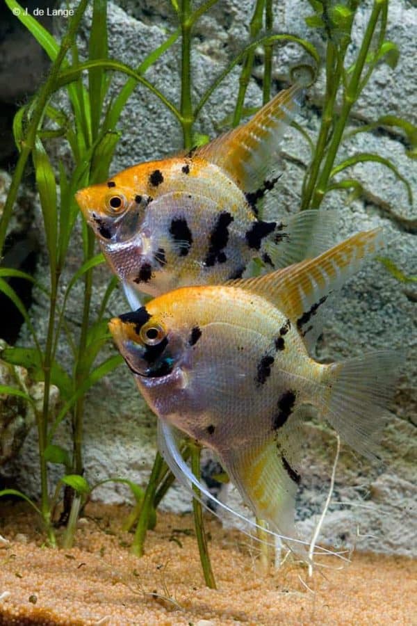 Pterophyllum scalare - Marbled