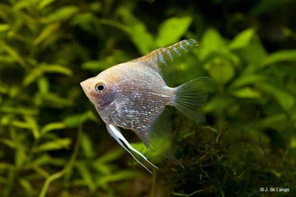Pterophyllum scalare - Silver