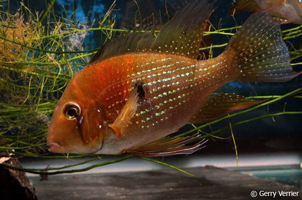 Acarichthys heckelii