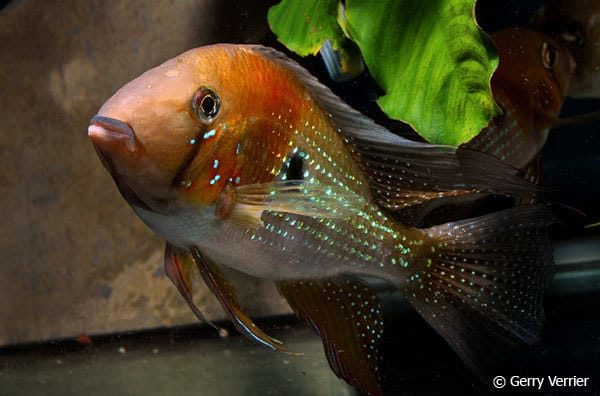 Acarichthys heckelii