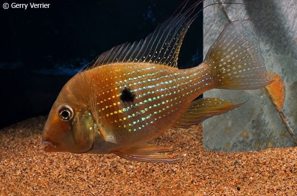 Acarichthys heckelii - vrouw