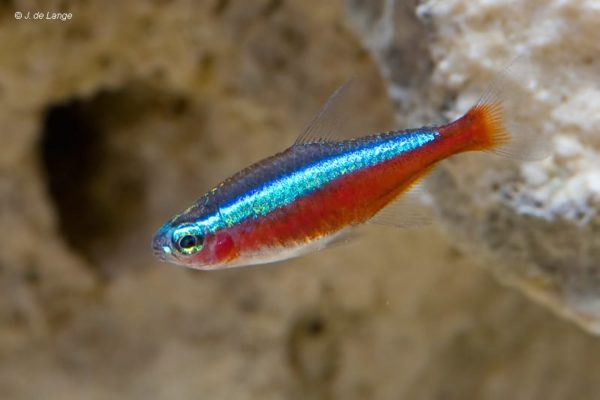 paracheirodon axelrodi - Kardinaal Tetra