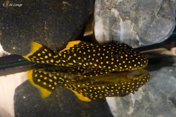Baryancistrus xanthellus - Golden Nugget