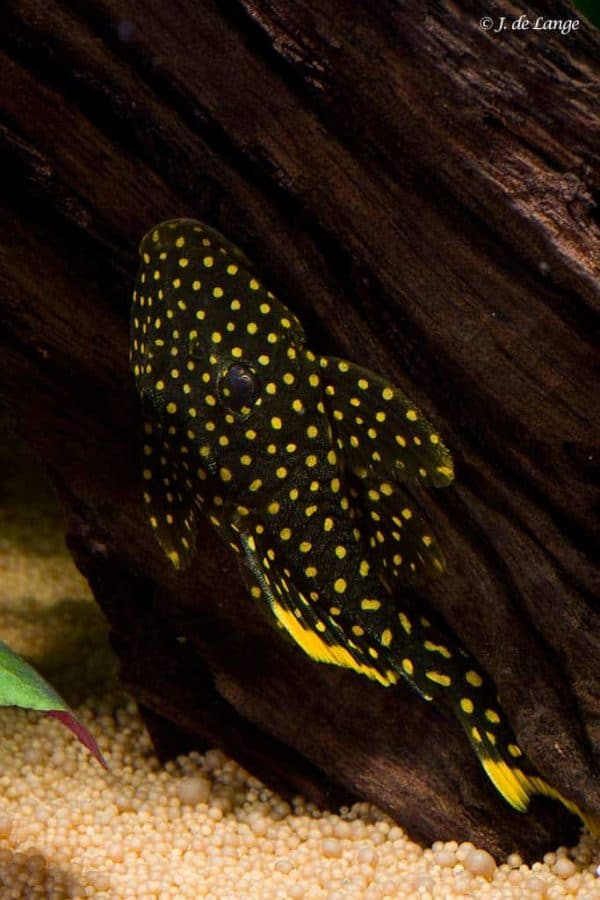 Baryancistrus xanthellus - Golden Nugget