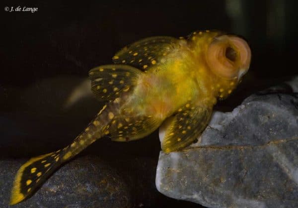 Baryancistrus xanthellus - Golden Nugget - Vastgeplakt aan het glas