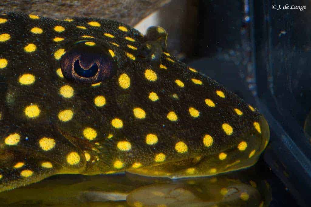Baryancistrus xanthellus - Golden Nugget - Close up of the head