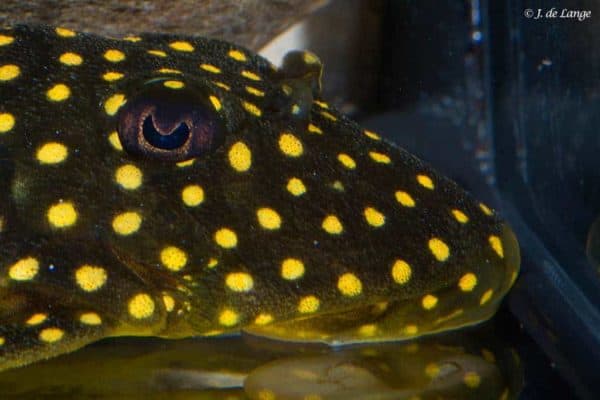 Baryancistrus xanthellus - Golden Nugget - Close up van de kop