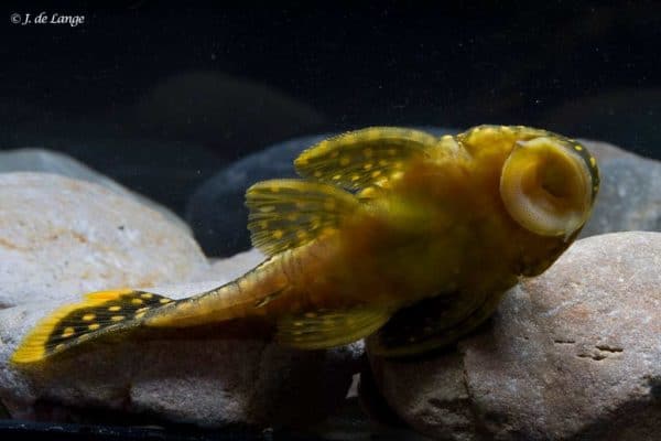 Baryancistrus xanthellus - Golden Nugget - Vastgeplakt aan het glas zodat je de buik goed kunt zien.