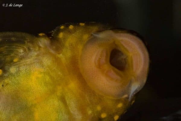 Baryancistrus xanthellus - Golden Nugget - Close up van de zuigbek