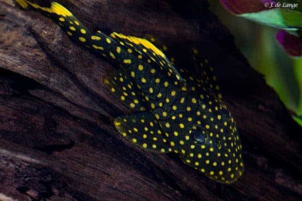 Baryancistrus xanthellus - Golden Nugget