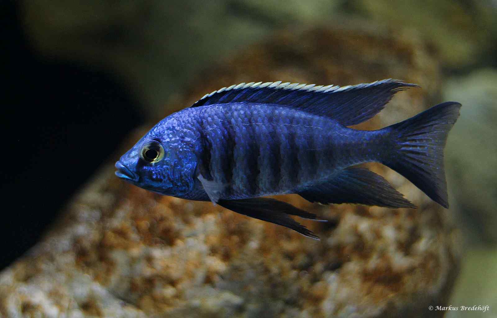 Copadichromis azureus - Mbenji