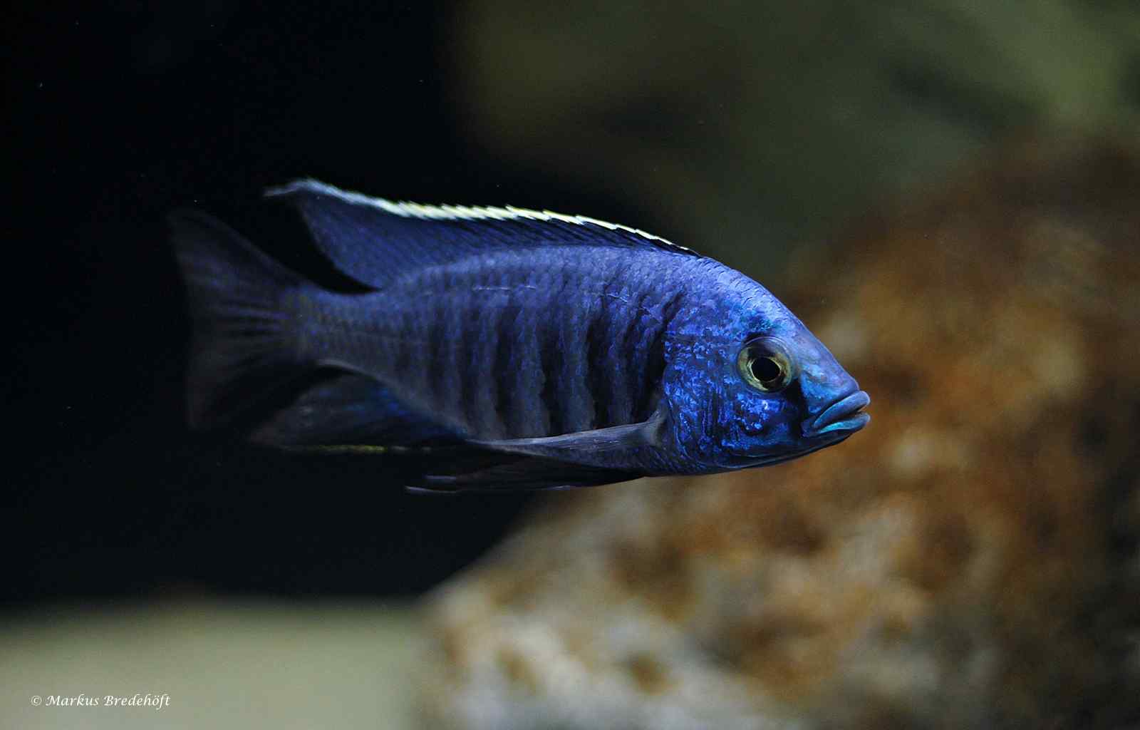 Copadichromis azureus - Mbenji