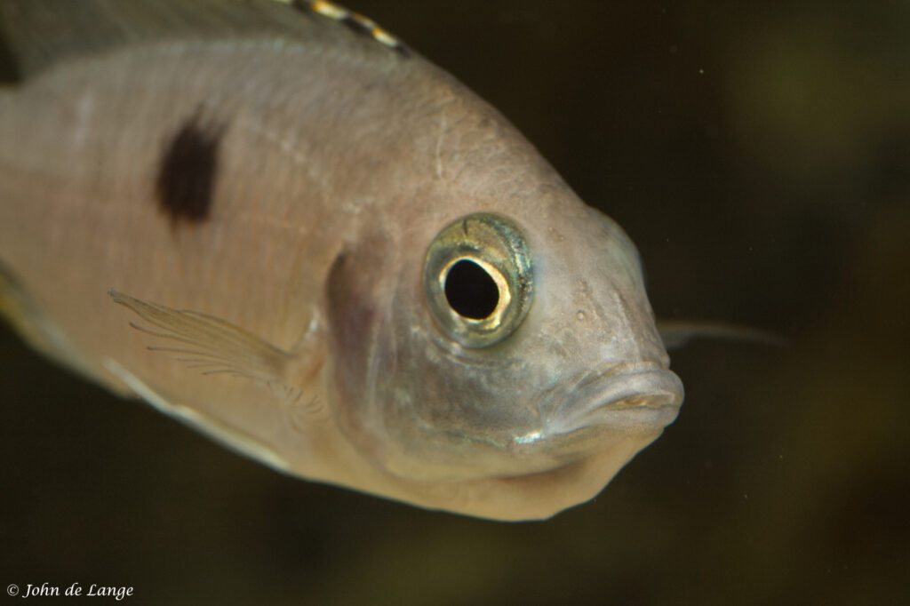 Copadichromis azureus vrouw met bekje vol eieren in een aquarium