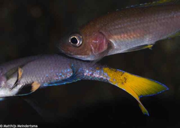 Cyprichromis leptosoma - Blue Flash Isanga - Tijdens het paren
