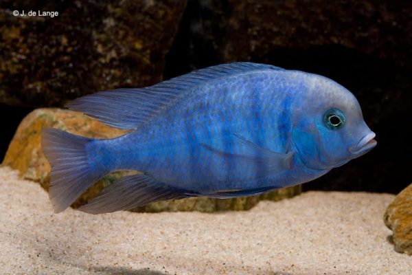 Cyrtocara moorii