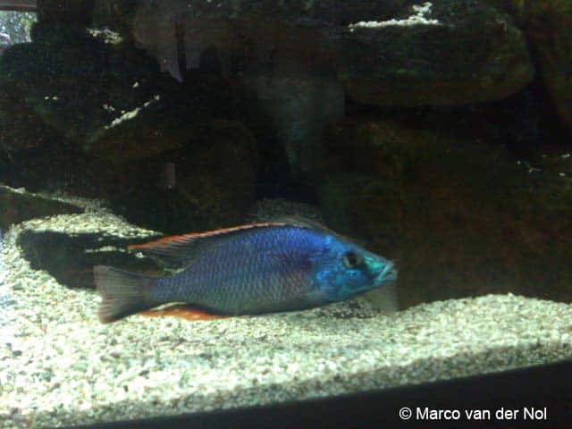 Dimidiochromis strigatus 2 Dimidiochromis strigatus