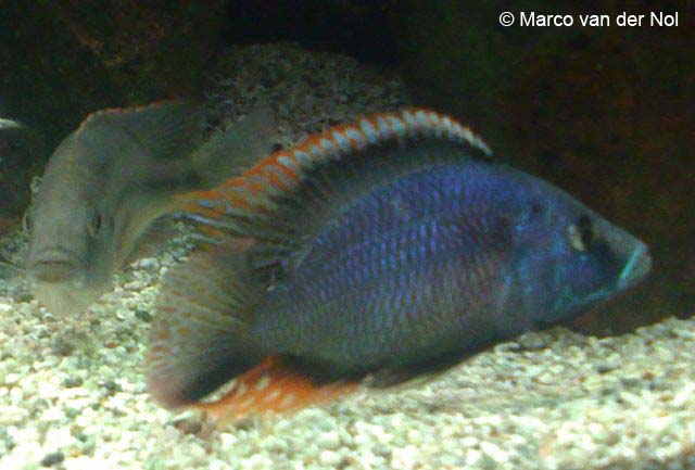 Dimidiochromis strigatus 3 Dimidiochromis strigatus
