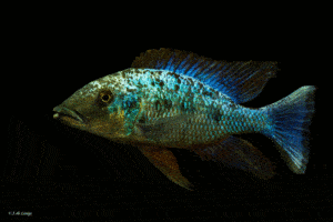 Fossorochromis rostratus - Man