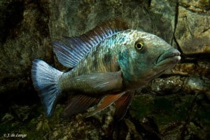 Fossorochromis