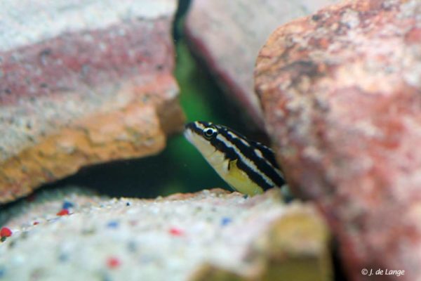 Julidochromis ornatus - Yellow