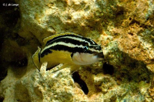 Julidochromis ornatus - Yellow