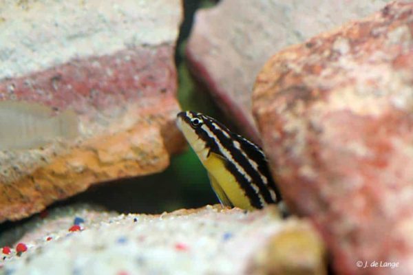 Julidochromis ornatus - Yellow
