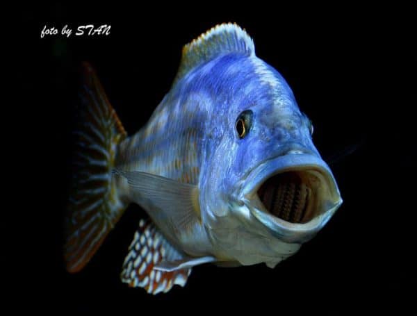 Nimbochromis fuscotaeniatus - Spert zijn bek open.