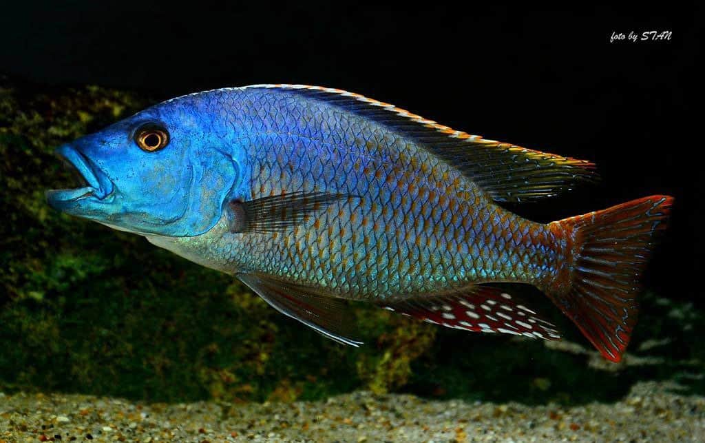 Nimbochromis fuscotaeniatus