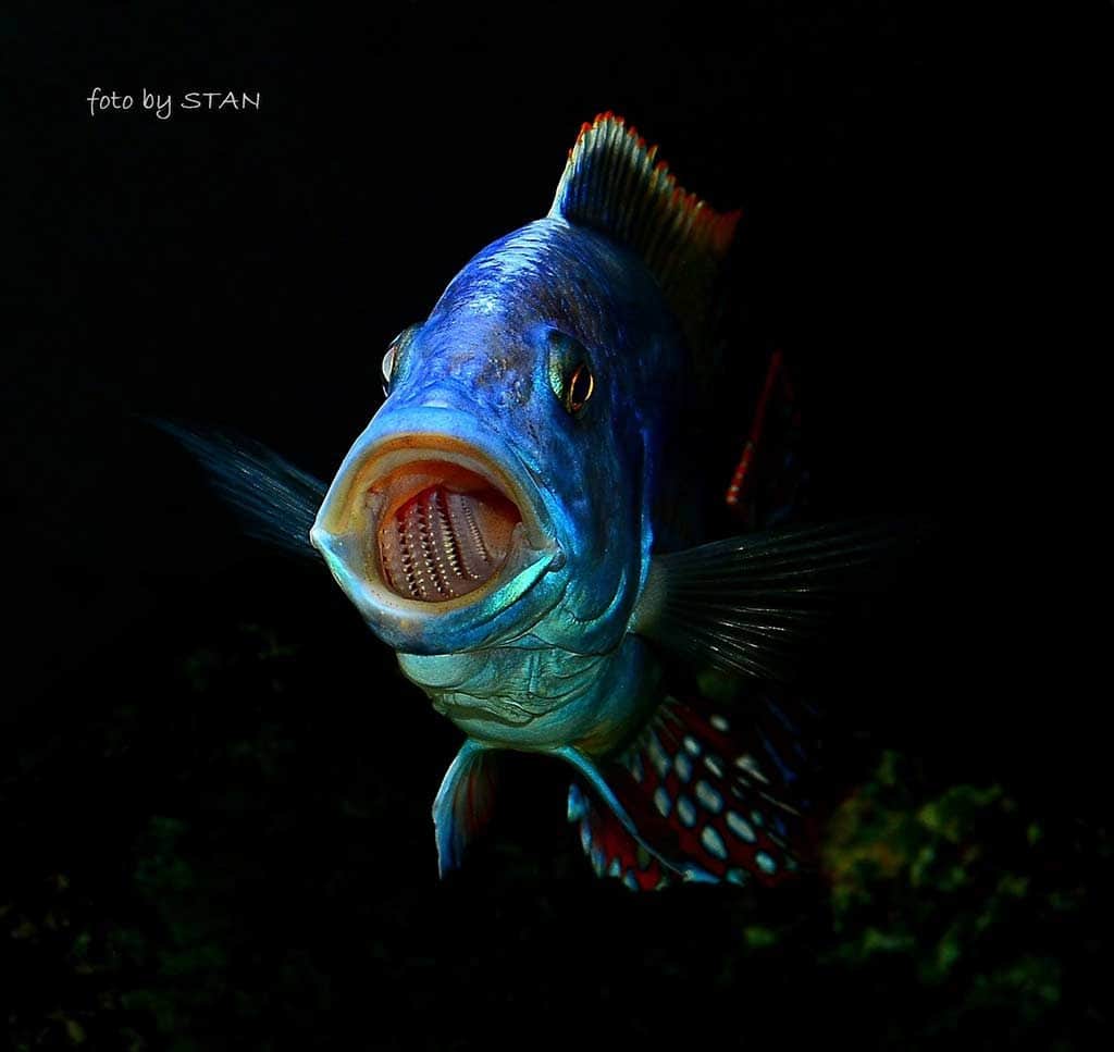 Nimbochromis fuscotaeniatus - Gaapt