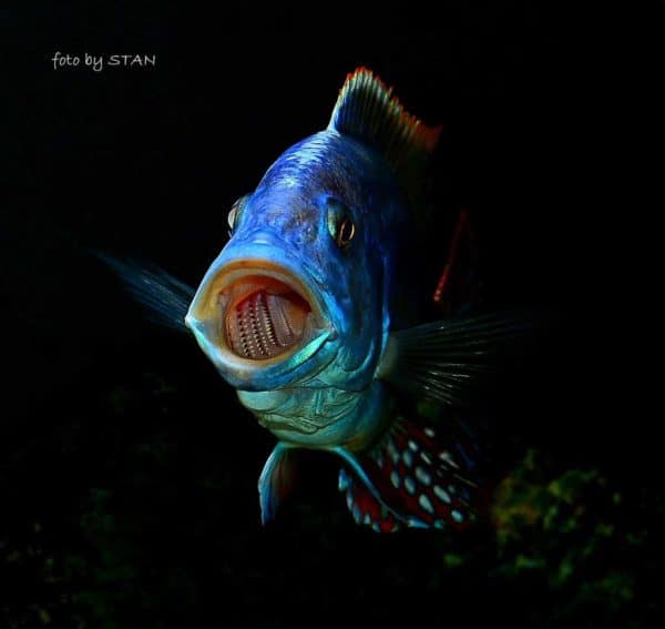 Nimbochromis fuscotaeniatus - Gaapt