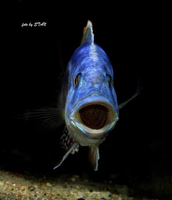 Nimbochromis fuscotaeniatus - Gaapt