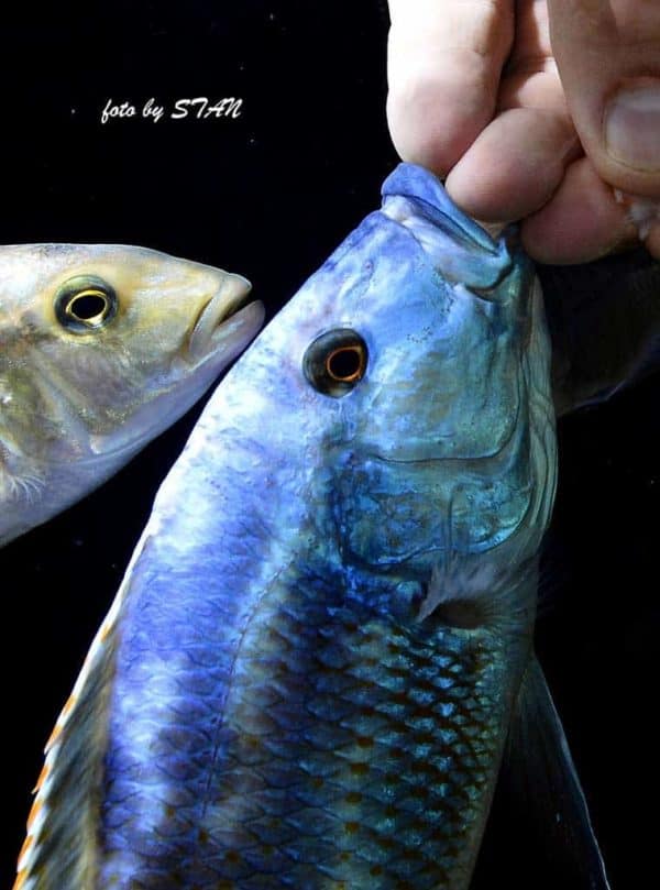 Nimbochromis fuscotaeniatus - Wordt met de hand gevoerd