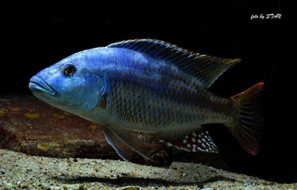 Nimbochromis fuscotaeniatus - Man