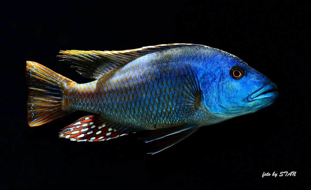 Nimbochromis fuscotaeniatus
