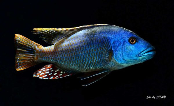 Nimbochromis fuscotaeniatus