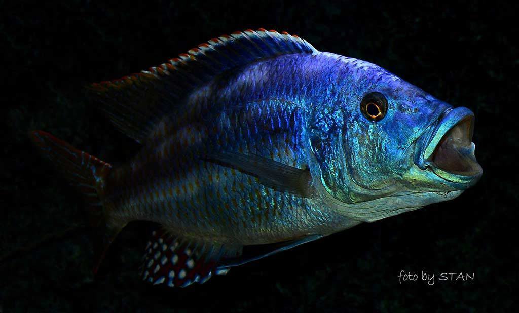 Nimbochromis fuscotaeniatus