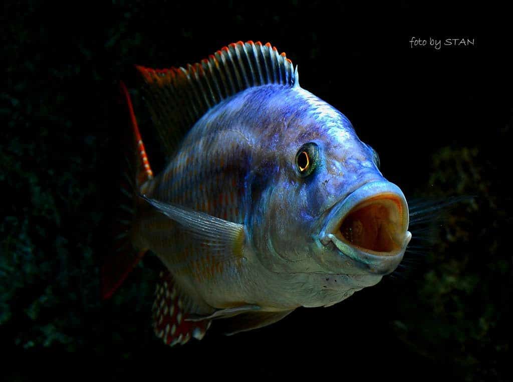 Nimbochromis fuscotaeniatus - Spert zijn bek open