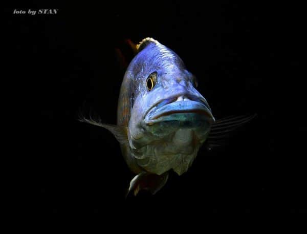 Nimbochromis fuscotaeniatus - Afbeelding 15