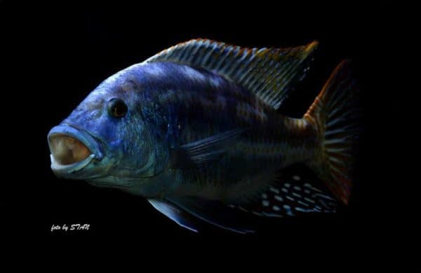 Nimbochromis fuscotaeniatus