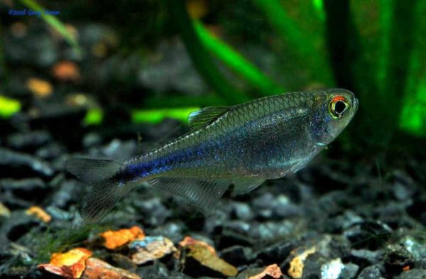 Boehlkea fredcochui – Blauwe Tetra