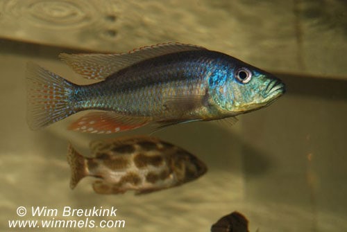 Dimidiochromis strigatus 4 Dimidiochromis strigatus