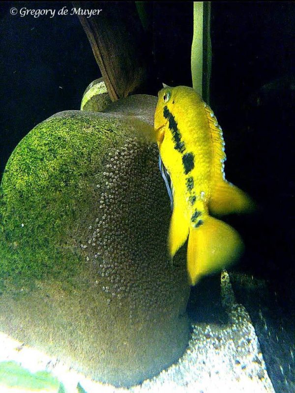Herotilapia multispinosa met eieren