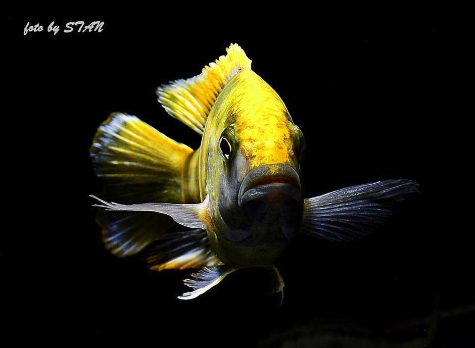 Nimbochromis venustus - Man