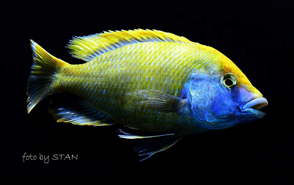 Nimbochromis venustus - Man