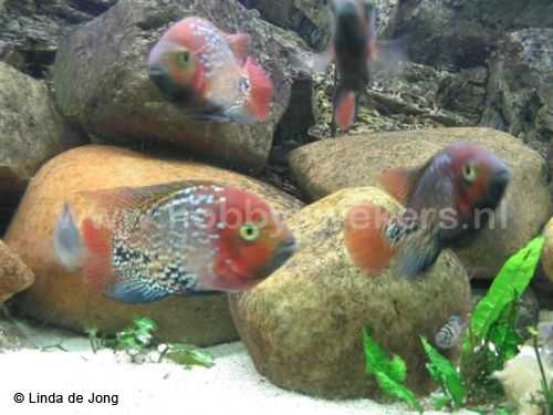 Paraneetroplus synspilus